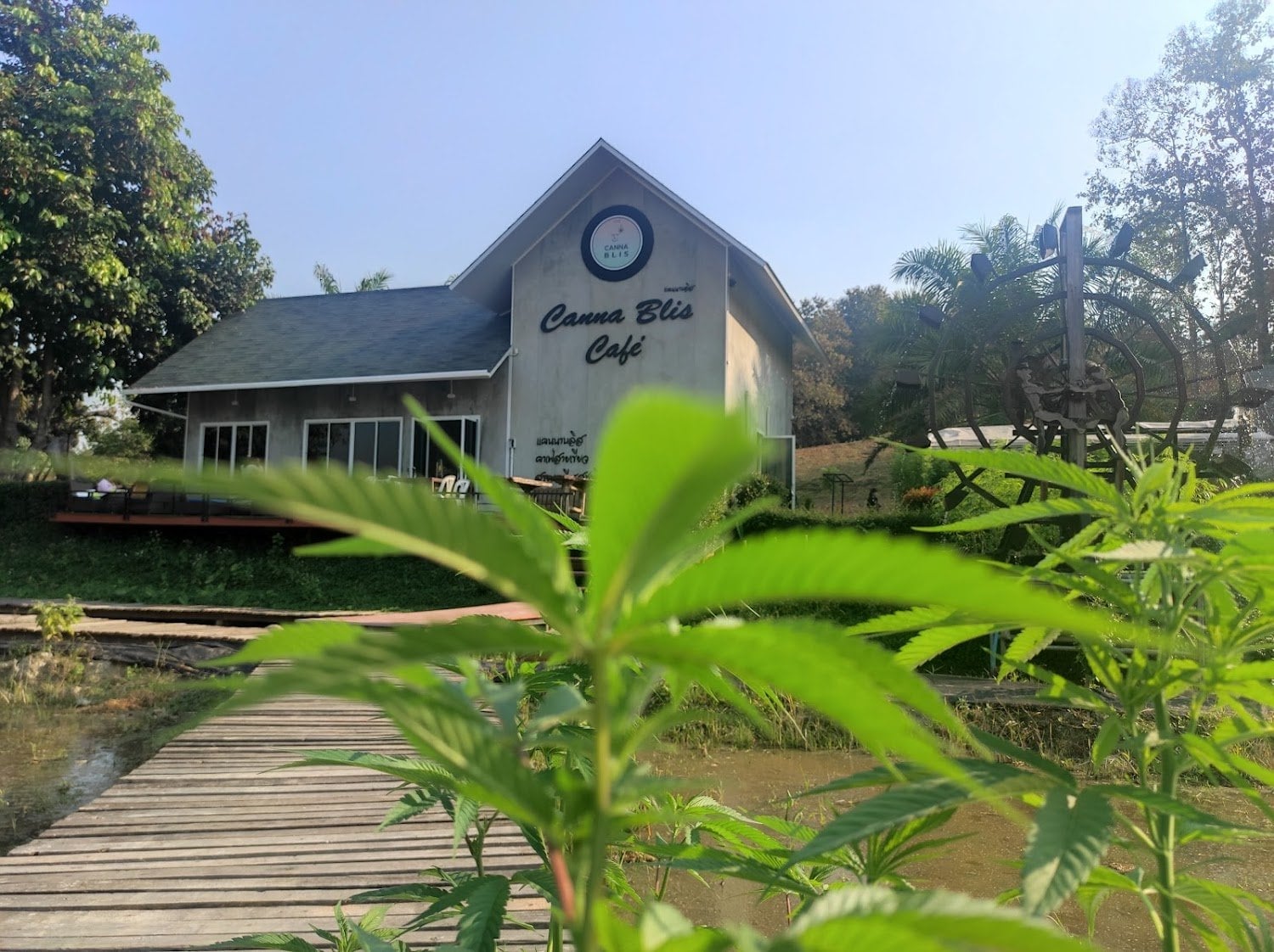 Cannablis Café Chiangrai