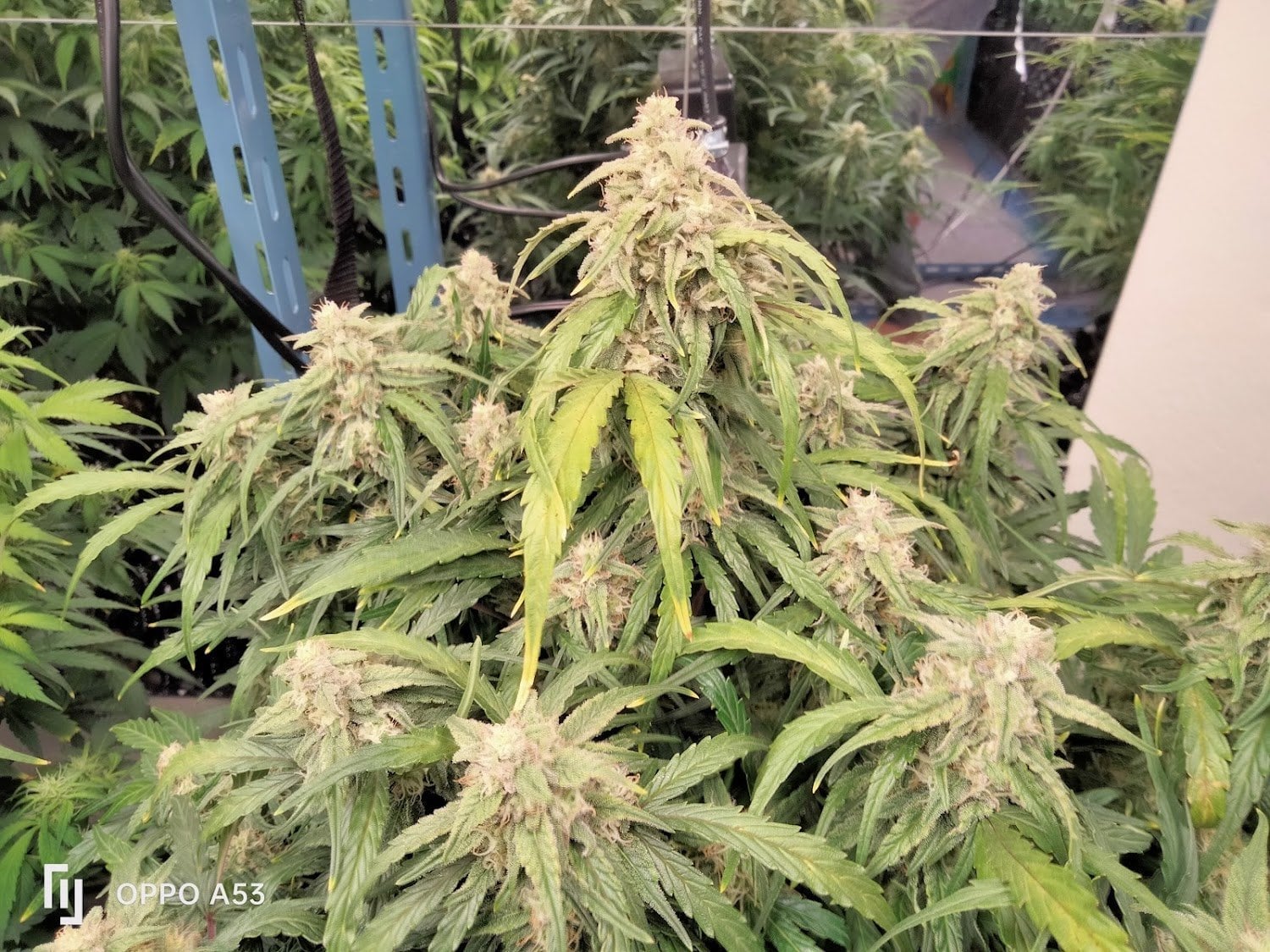 Galexy High
