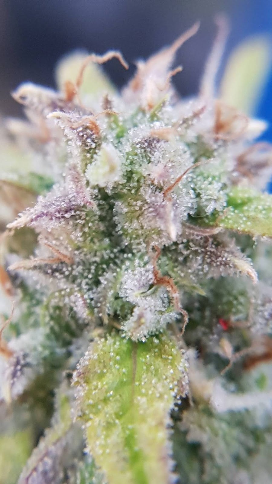 HerbHub