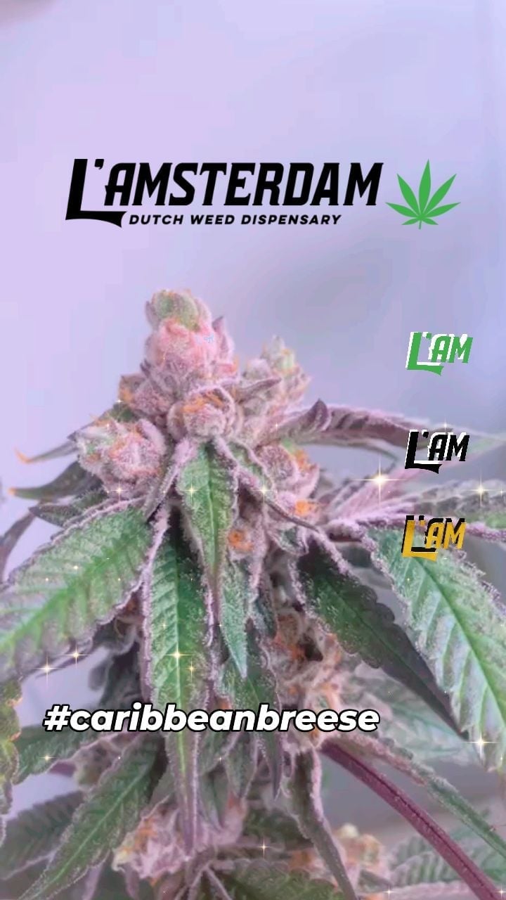 L'Amsterdam Dutch Weed Dispensary Bangkok Cannabis Marijuana Ganja