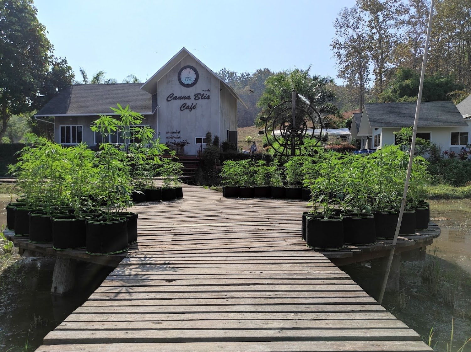 Cannablis Café Chiangrai