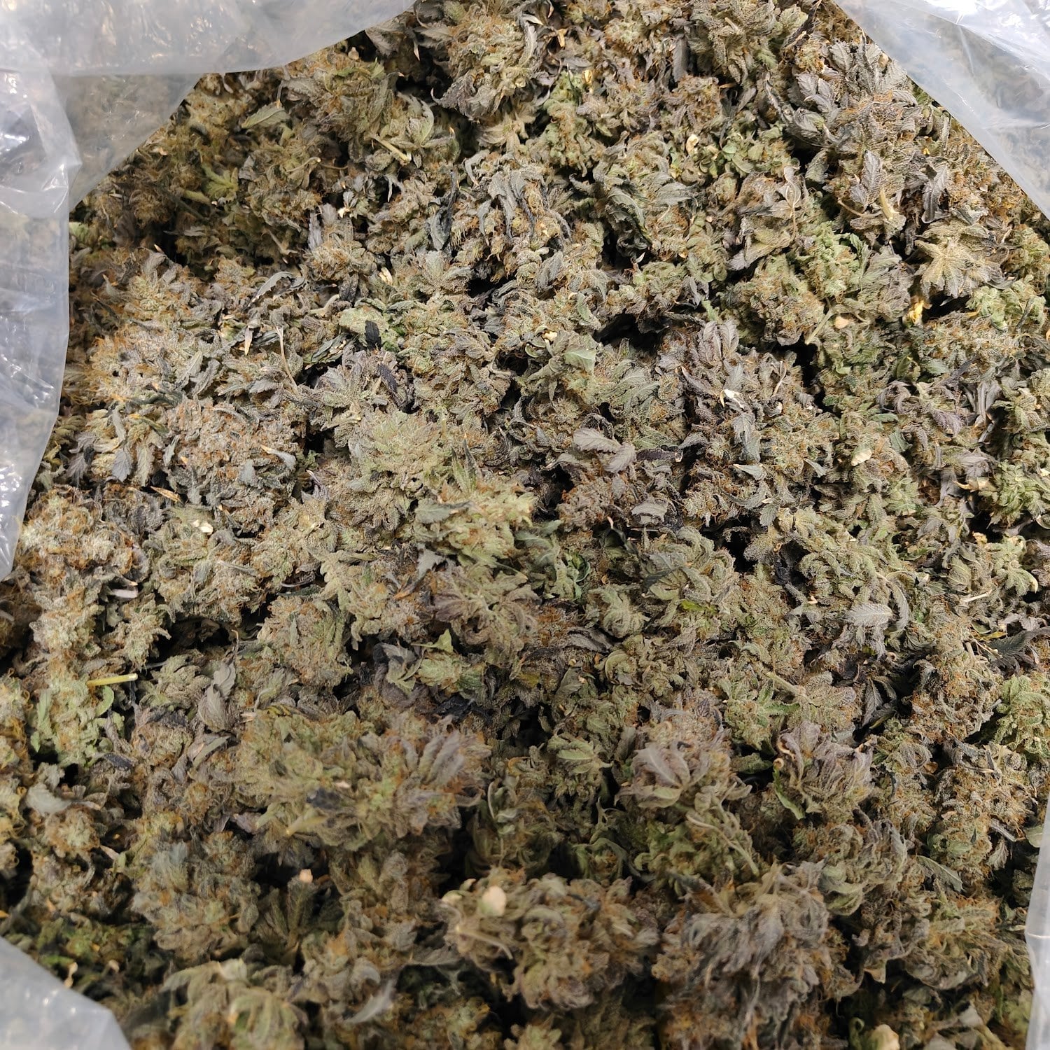 Youngblood Weed