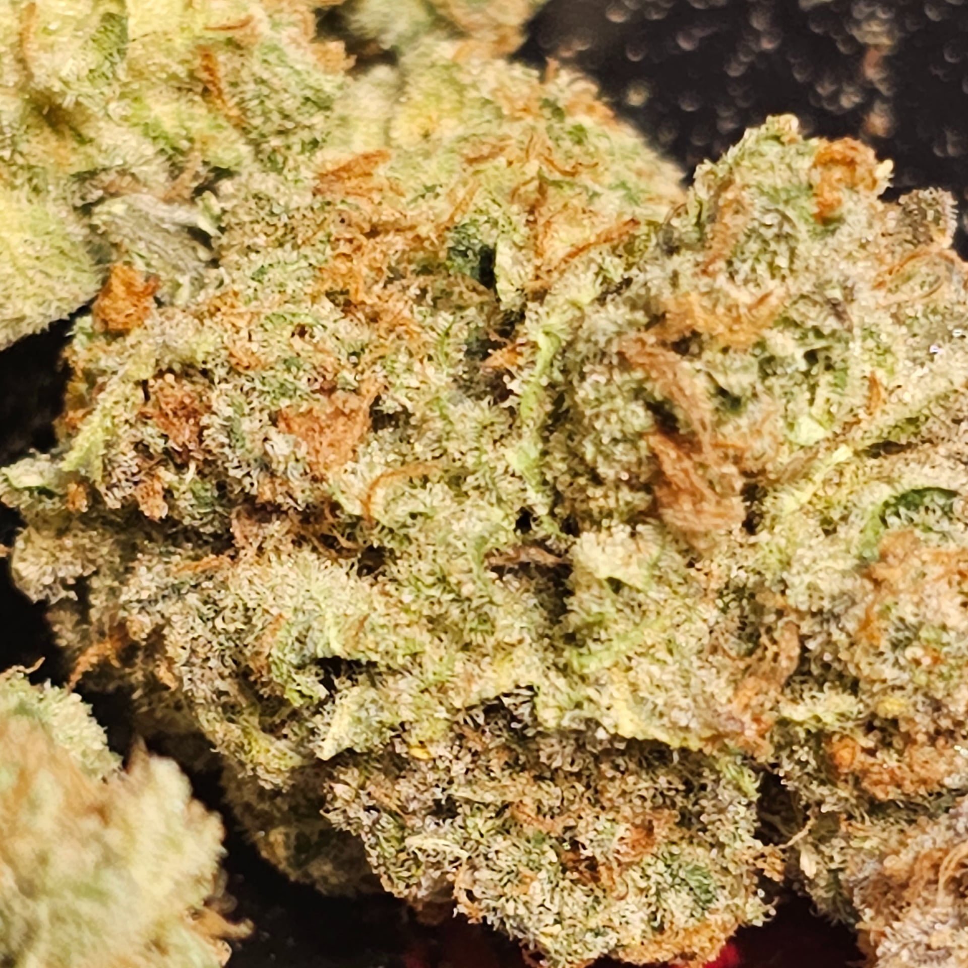 Lady Cannabis