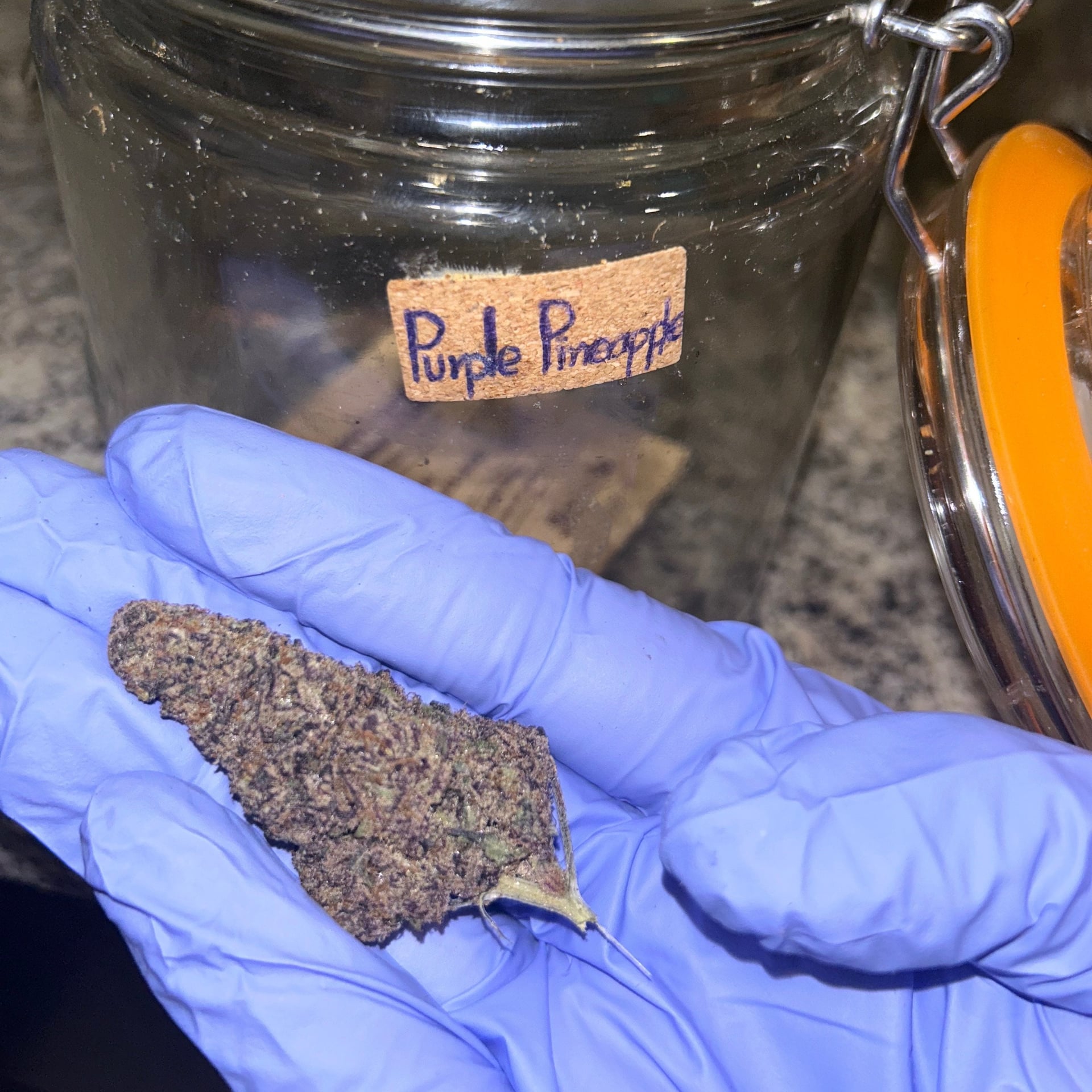 TFT Cannabis Farm