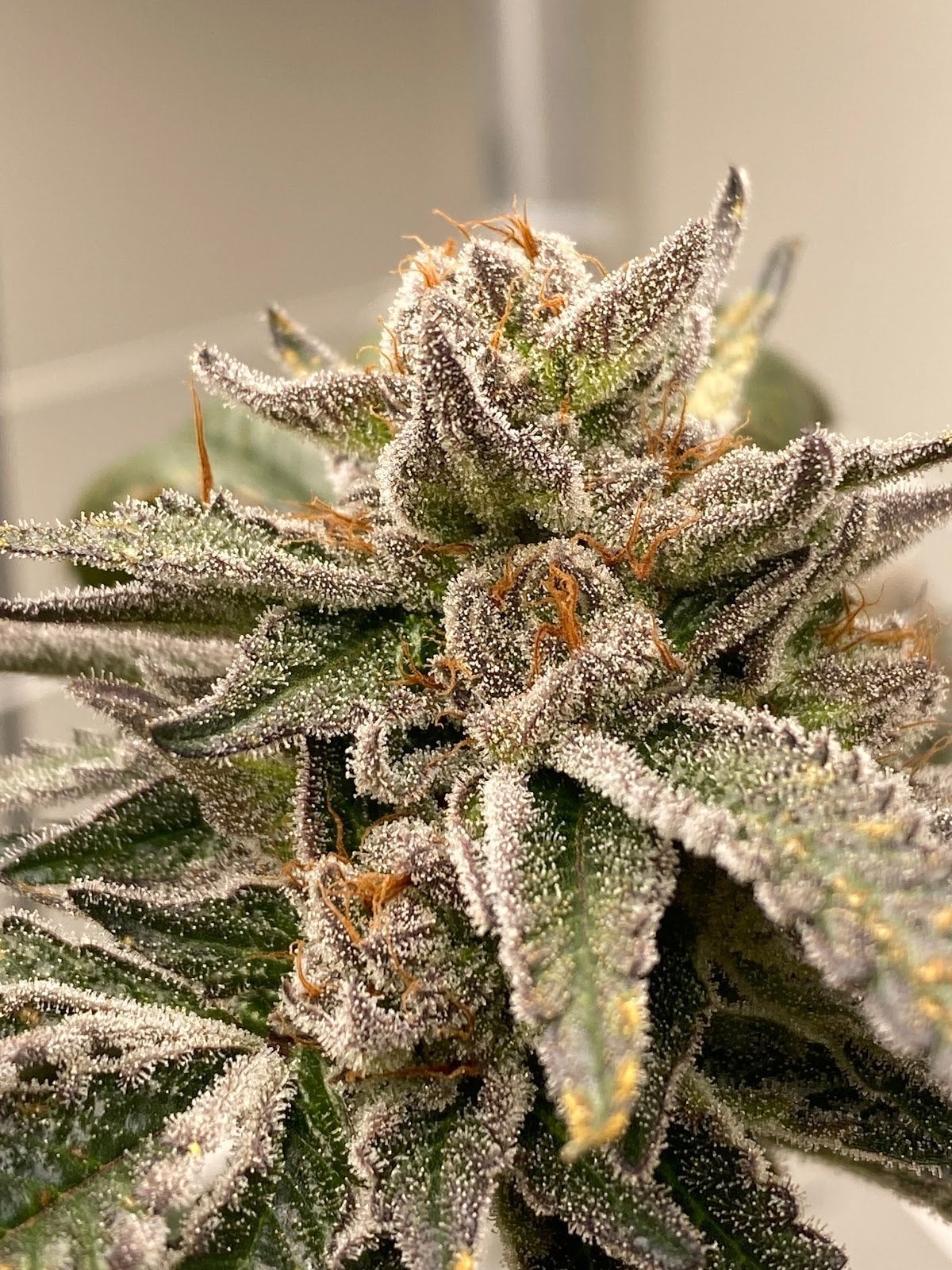 Yaksa Grower Store Cannabis