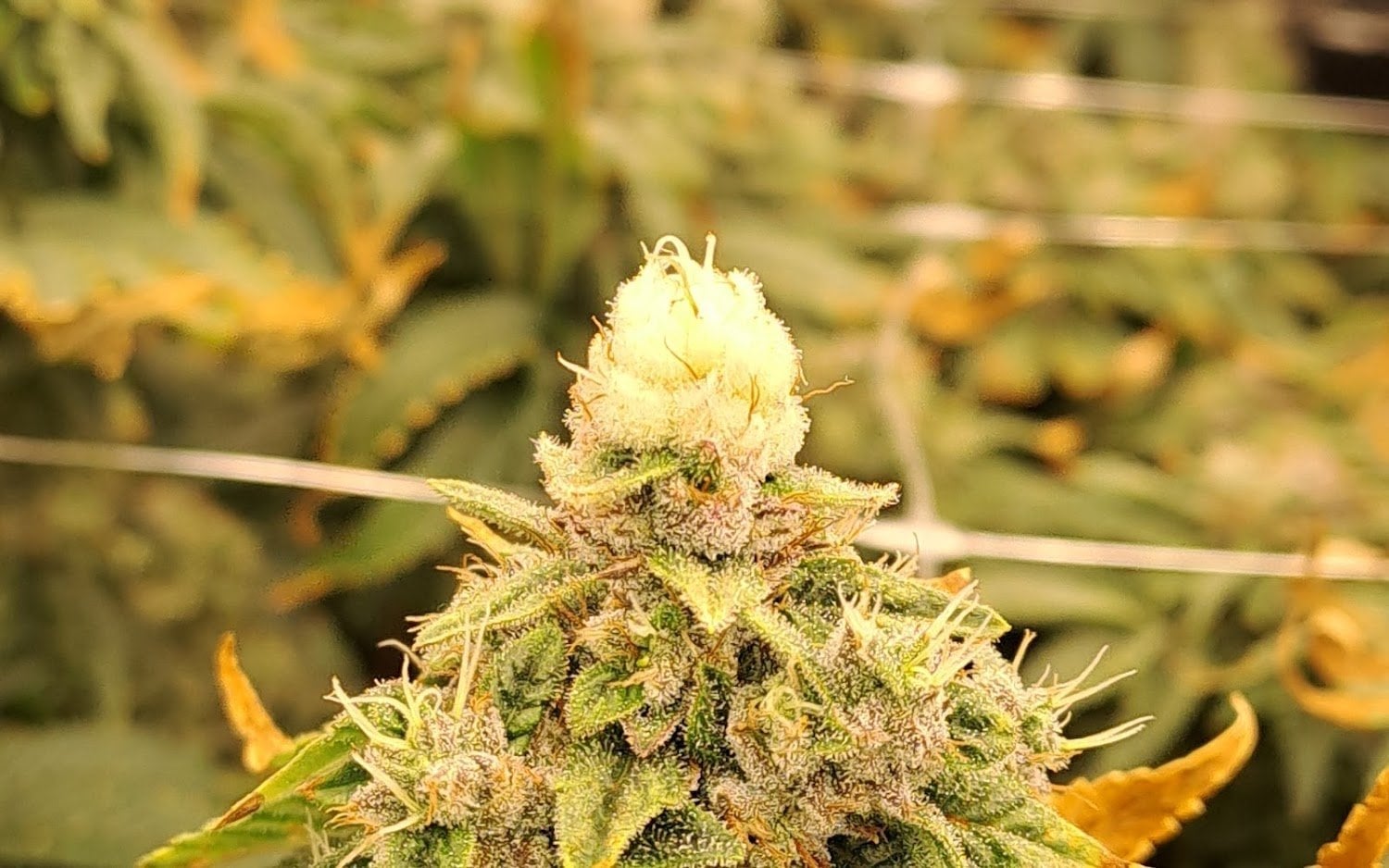 Green Bullet