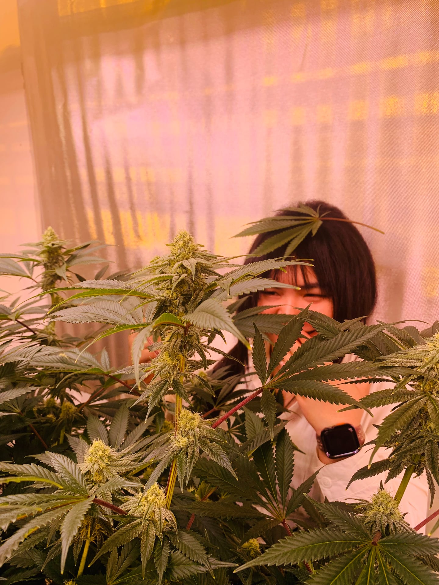 Peace Cannabis