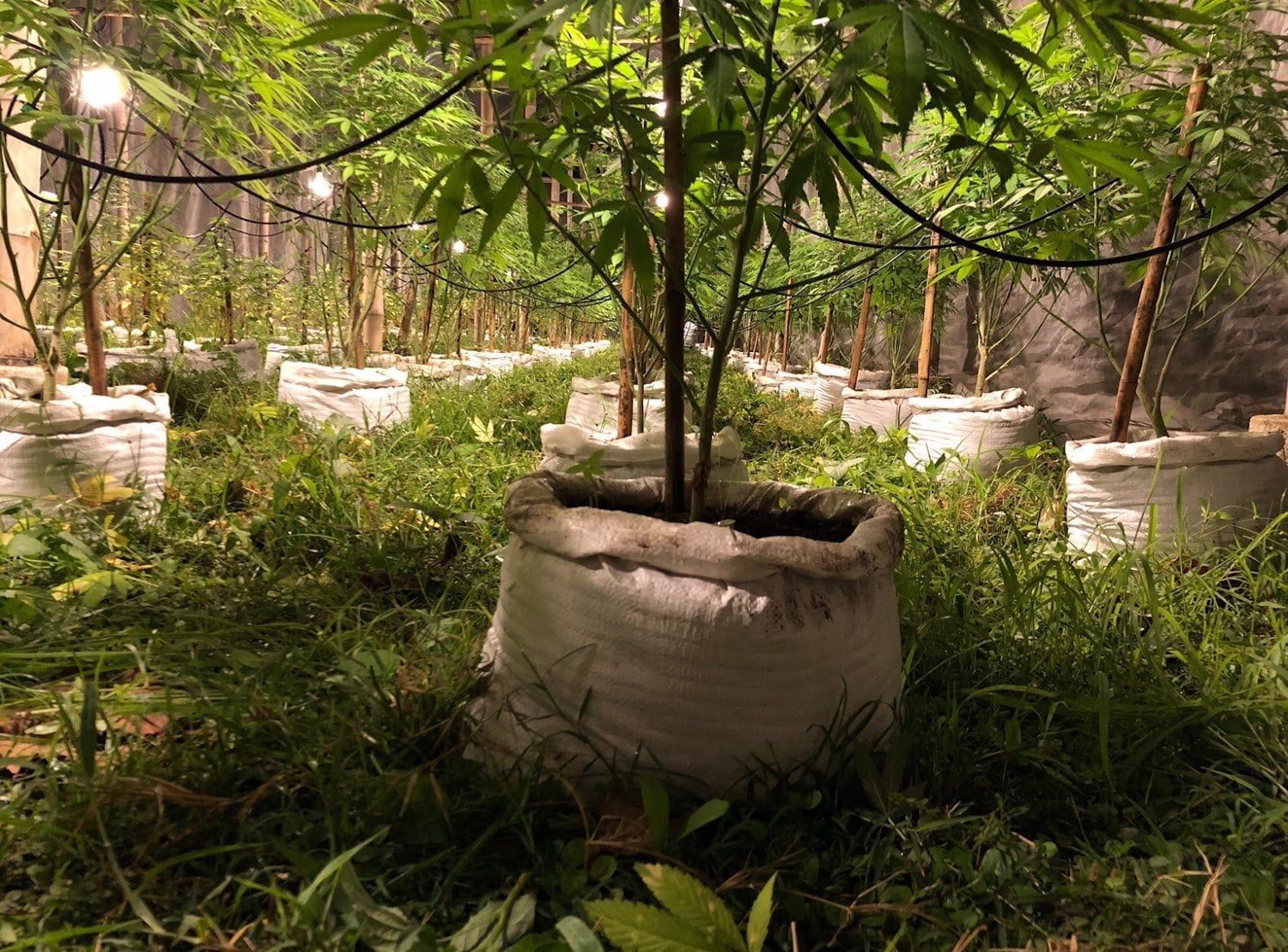 Sai Yok Cannabis Garden