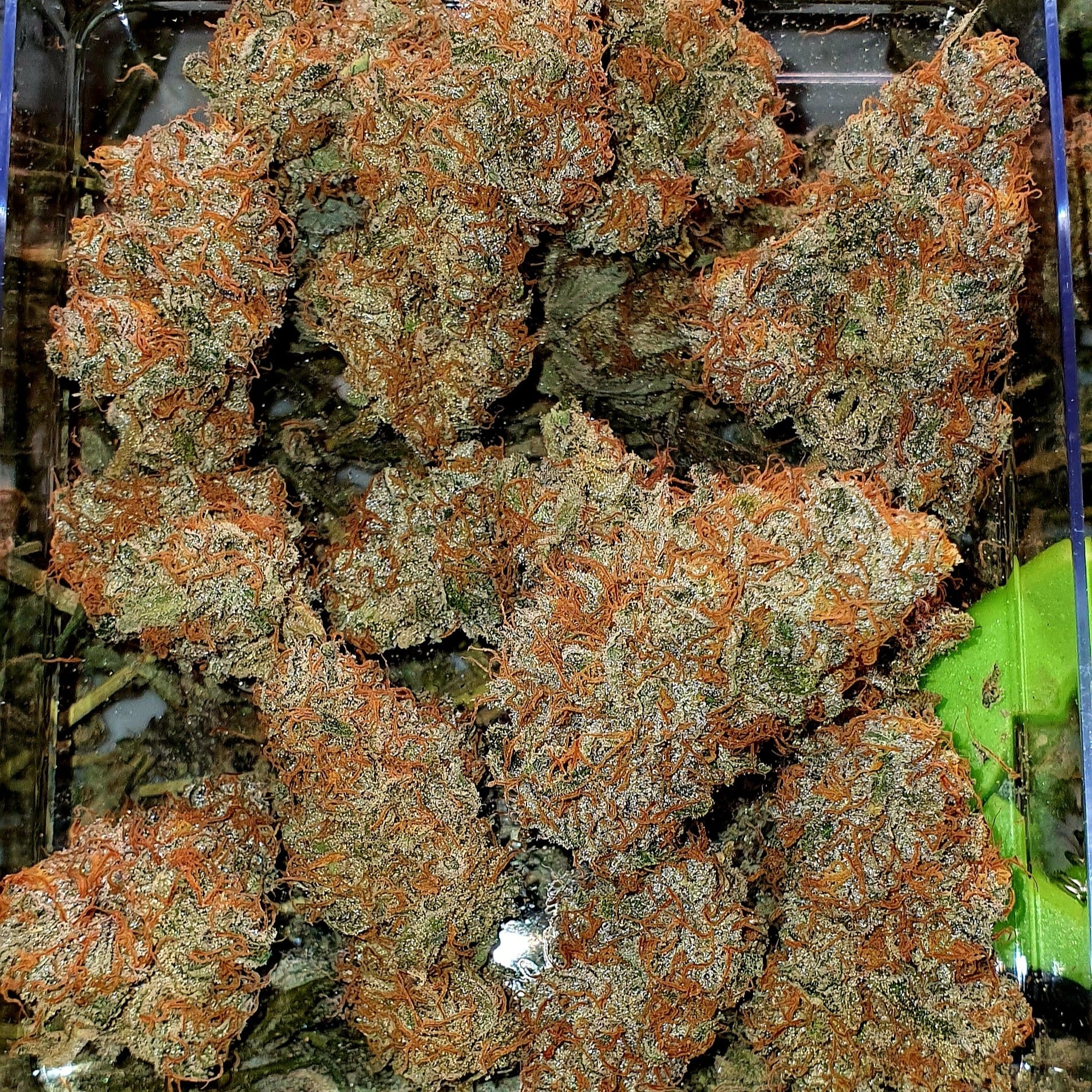 Hughes Bud