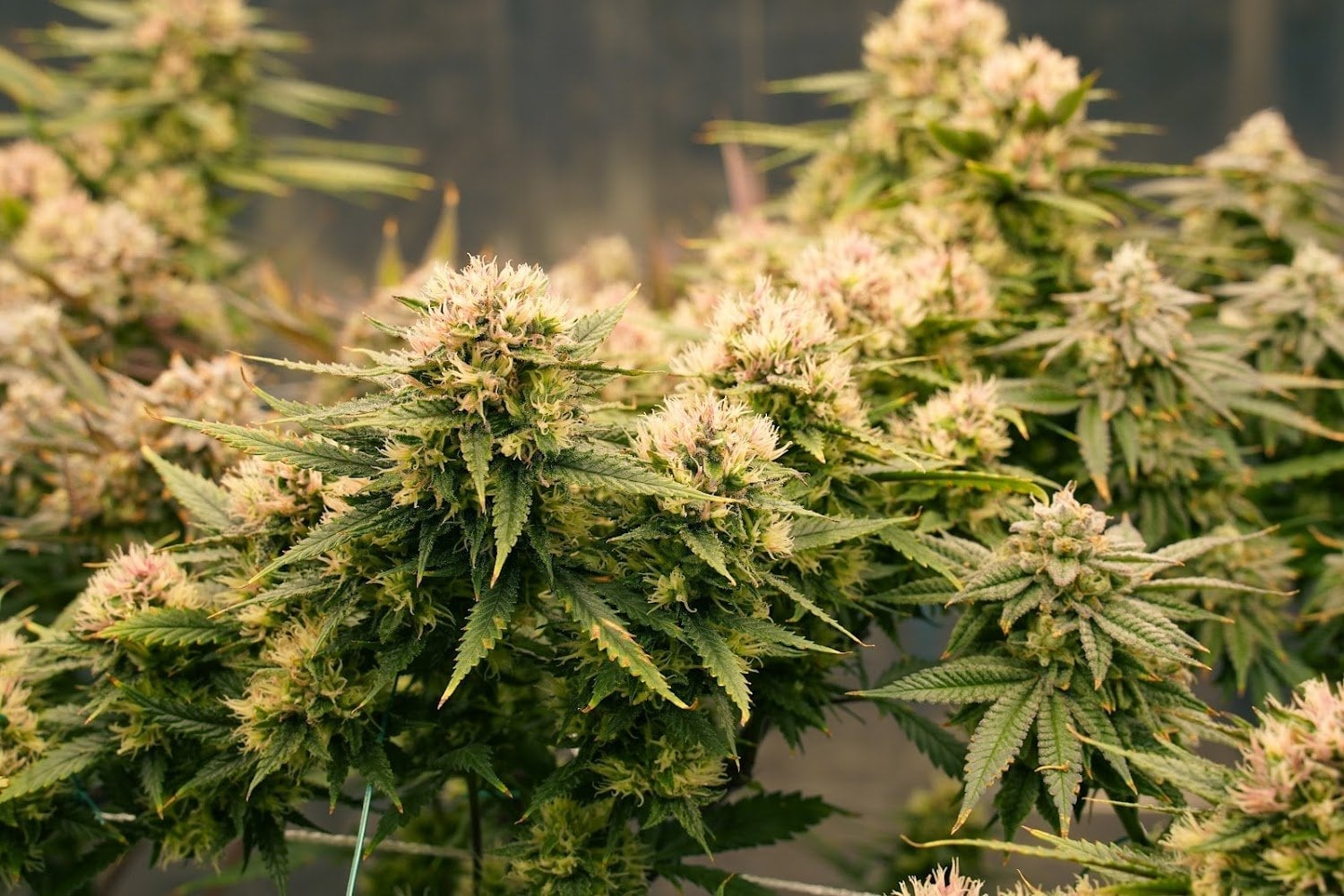 Canna-tainer Cannabis Farm