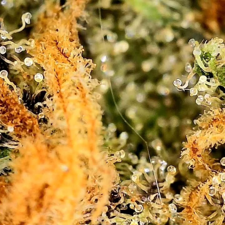 Biogreen Horticulture
