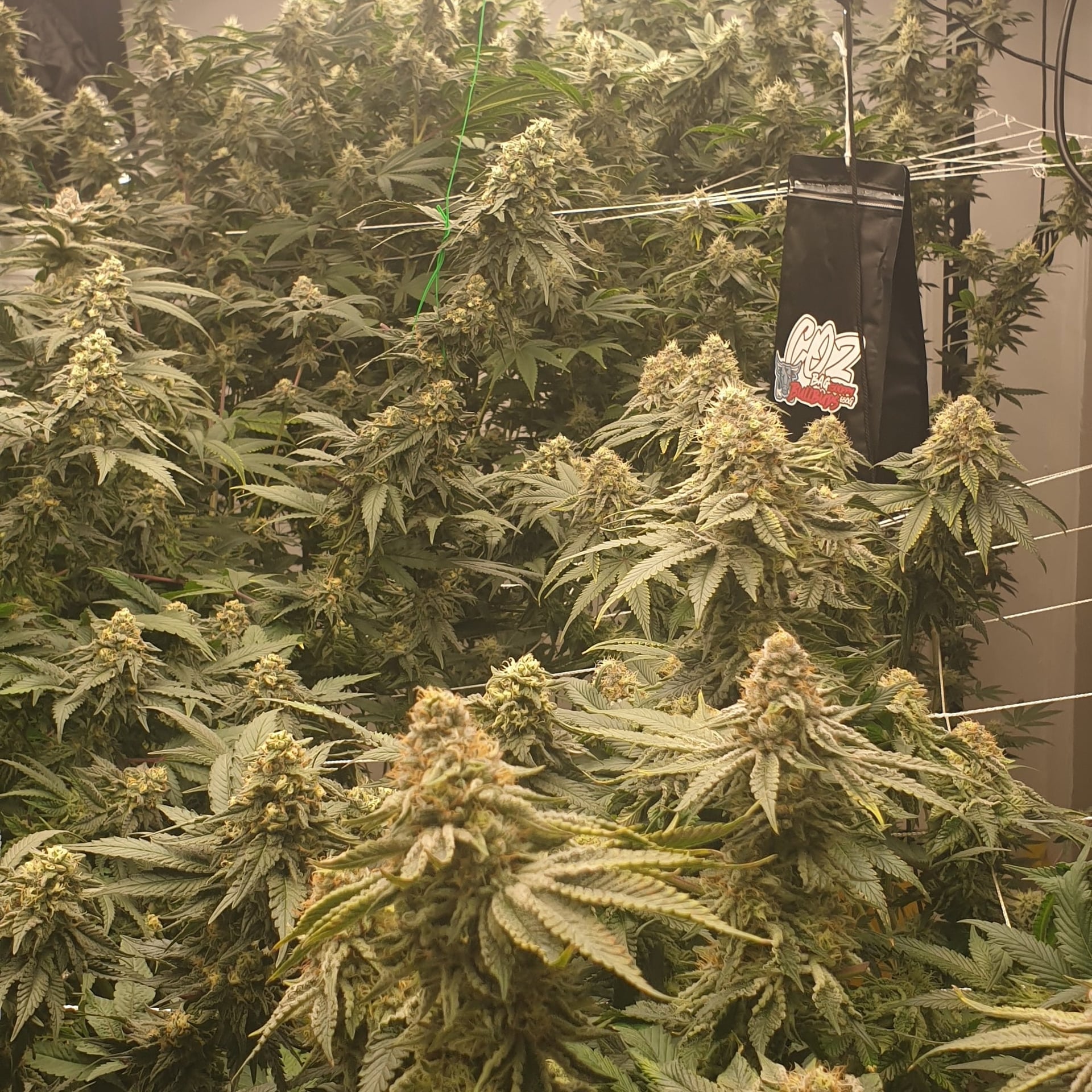JokerBuds747