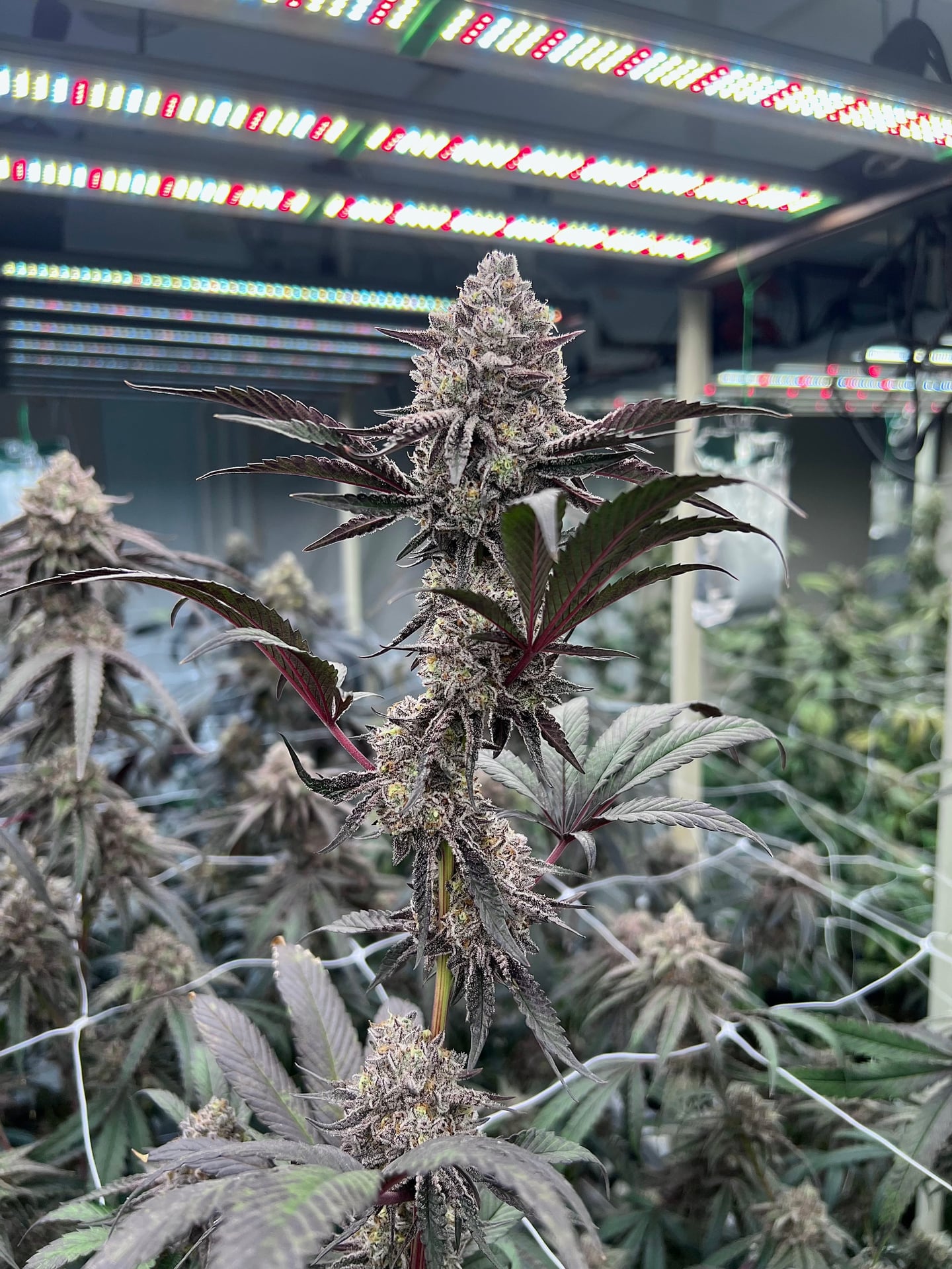 Green Chaem Bk Cannabis