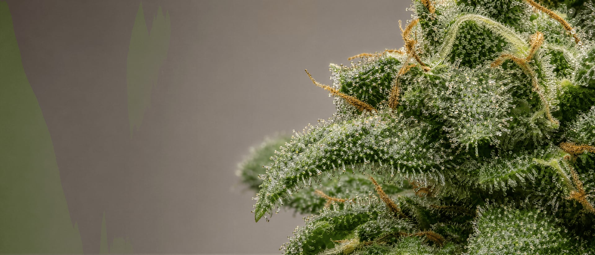 Nerolidol-Terpen in Cannabis: Wirkungen und Evidenz