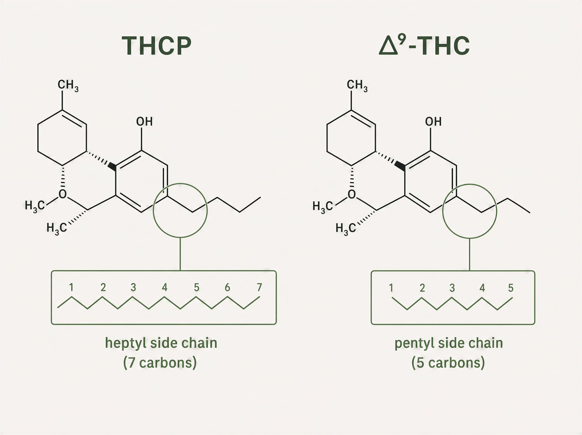 THCP cannabinoid: التأثيرات، الفعالية والوضع القانوني