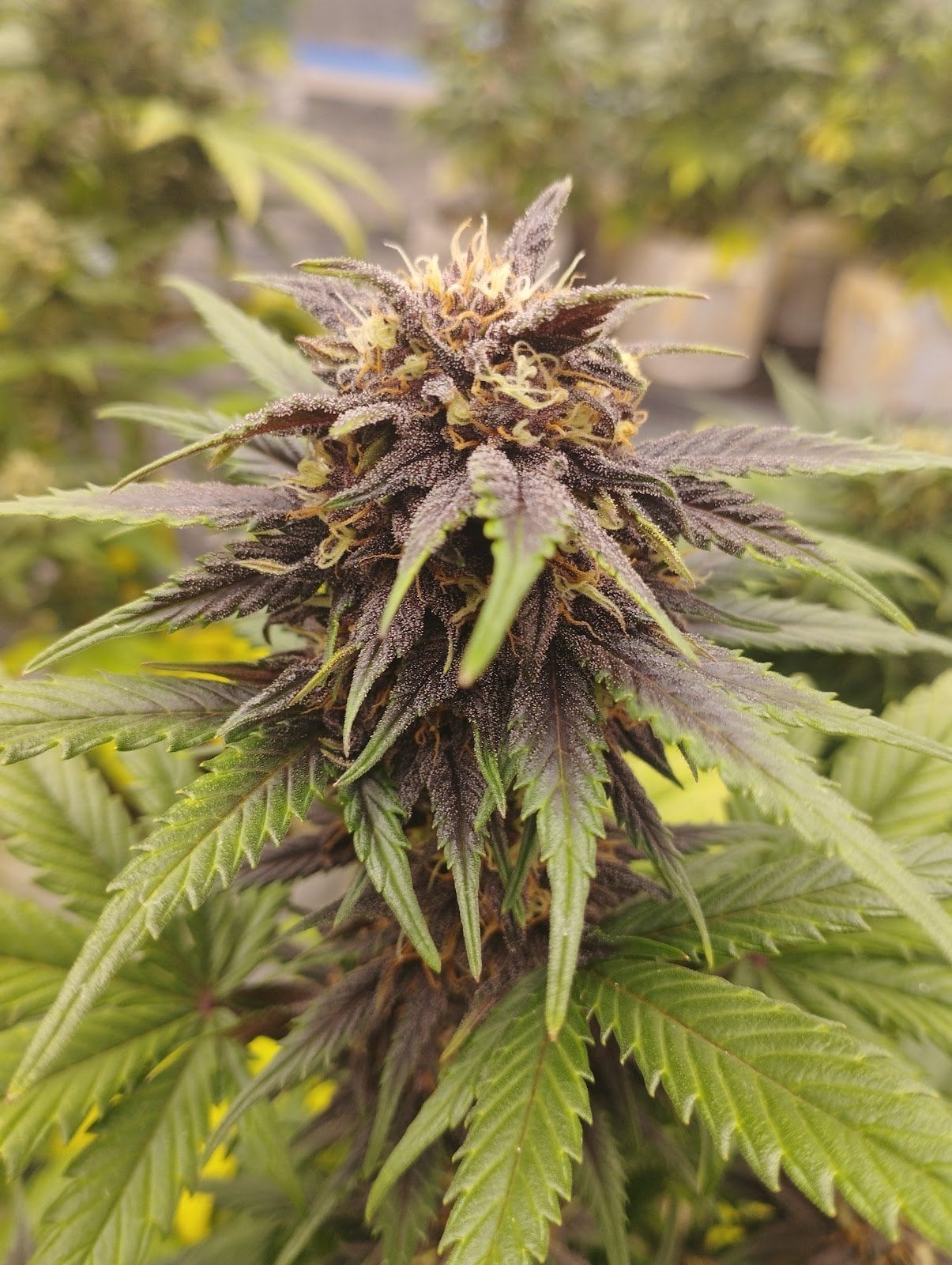Triple Cannabis Farm & Coffeshop