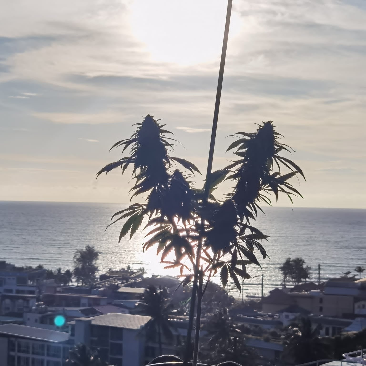 Cannabis Premium Organic Shop Le Versace