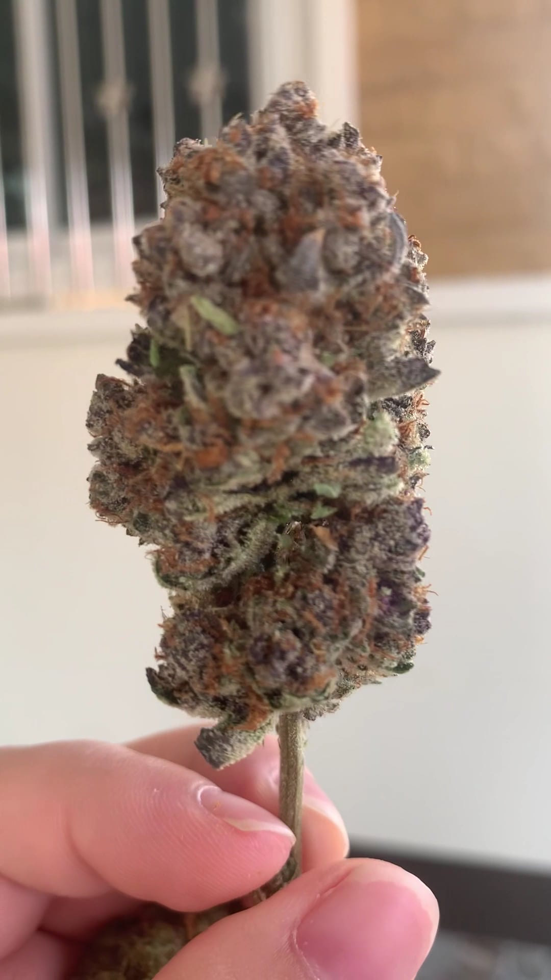 Peace Cannabis