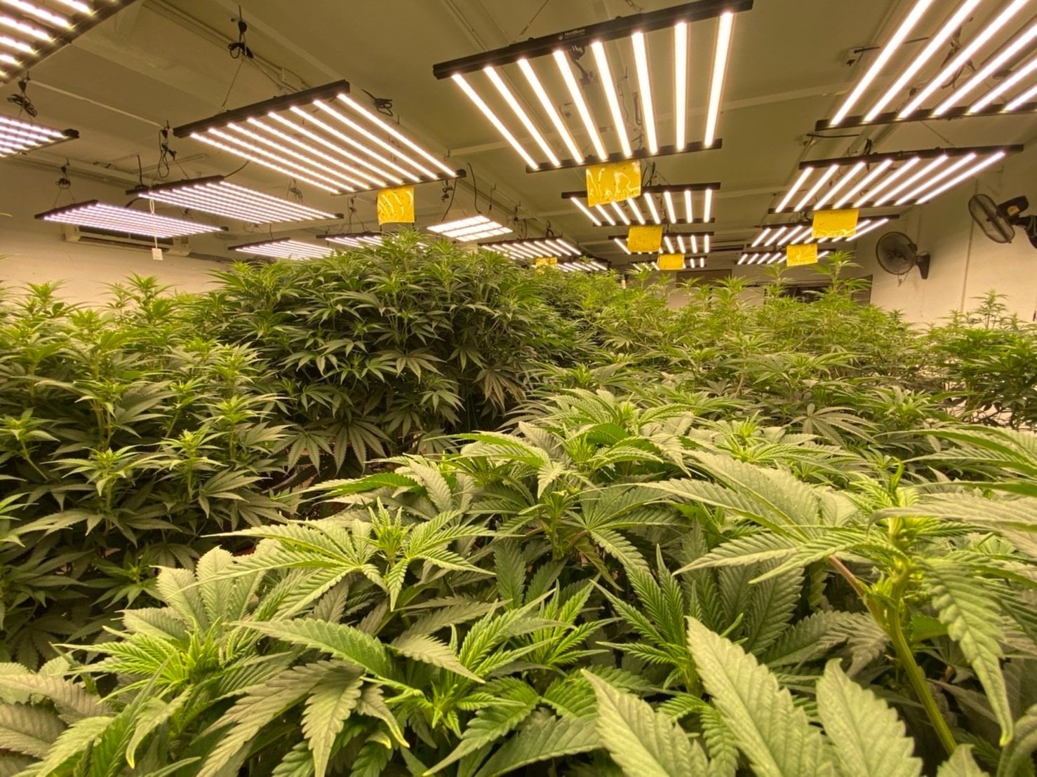 BBM Cannabis