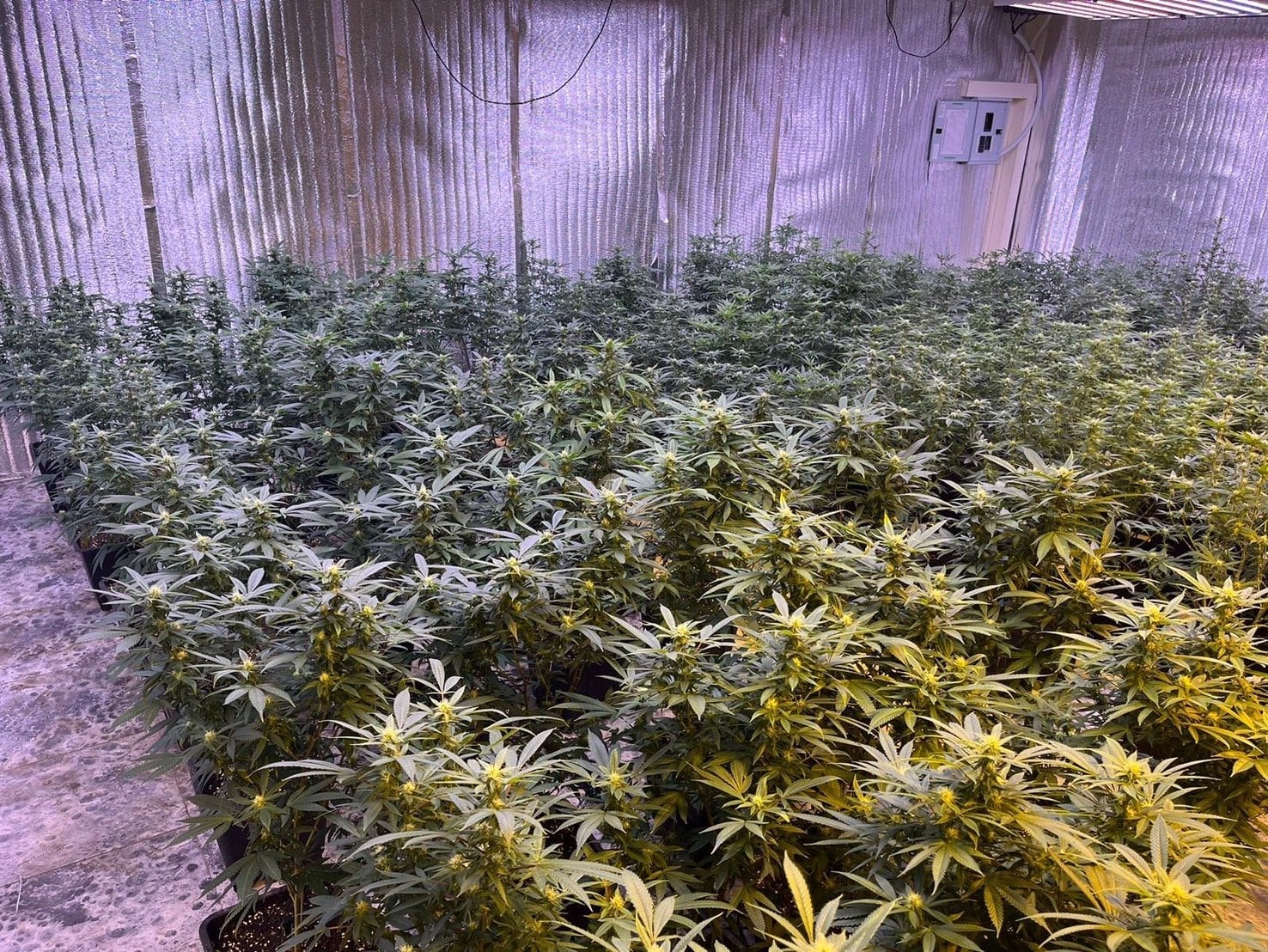 852 Cannabis