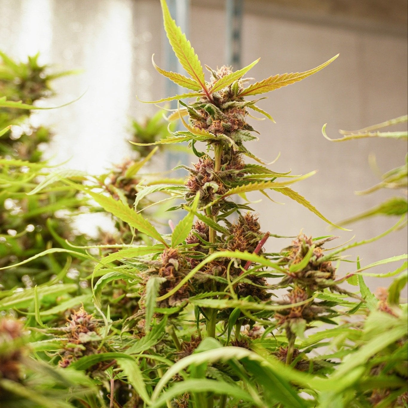 GoGreen By Kanya - Weed Shop Dispensary & Cannabis Nimman Soi