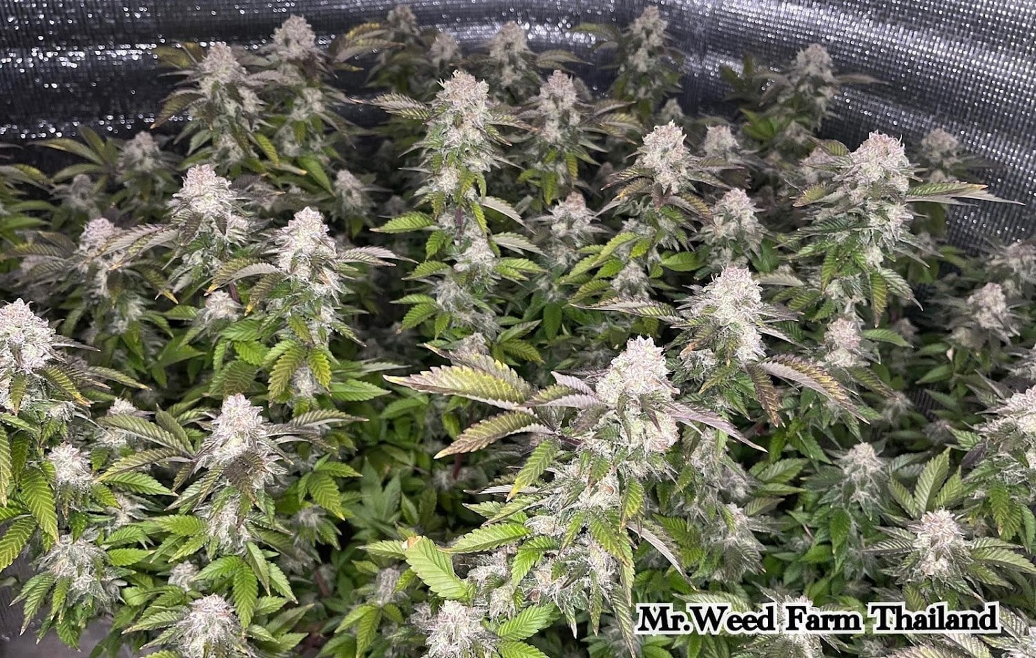 Mr.Weed Farm