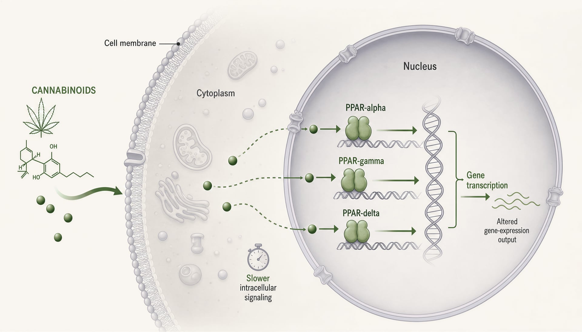 الأهداف الجزيئية غير التابعة لـCB1/CB2 للـcannabinoids: قنوات TRP، وPPARs، وGPRs، وSerotonin، وقنوات NaV