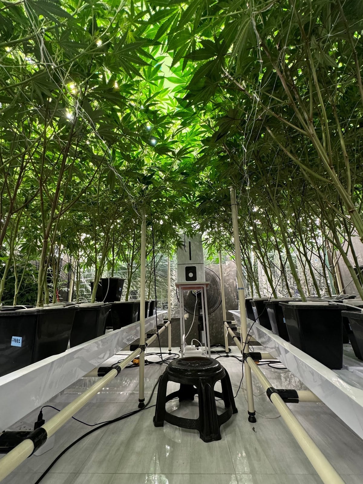 Greenlungs