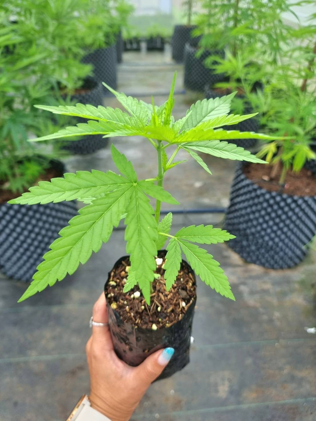 Green House 100 %