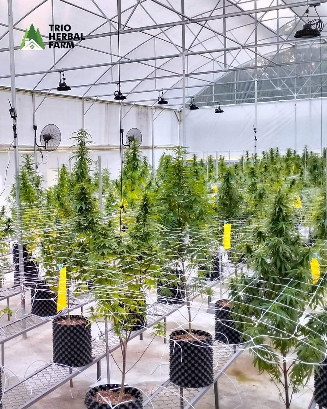 Trio Herbal Farm