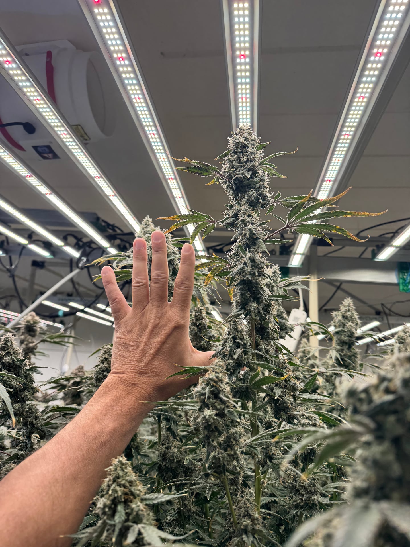 SoHighSo Cannabis