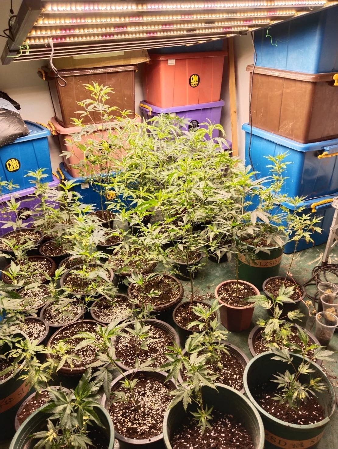 Lanta Evacannabis