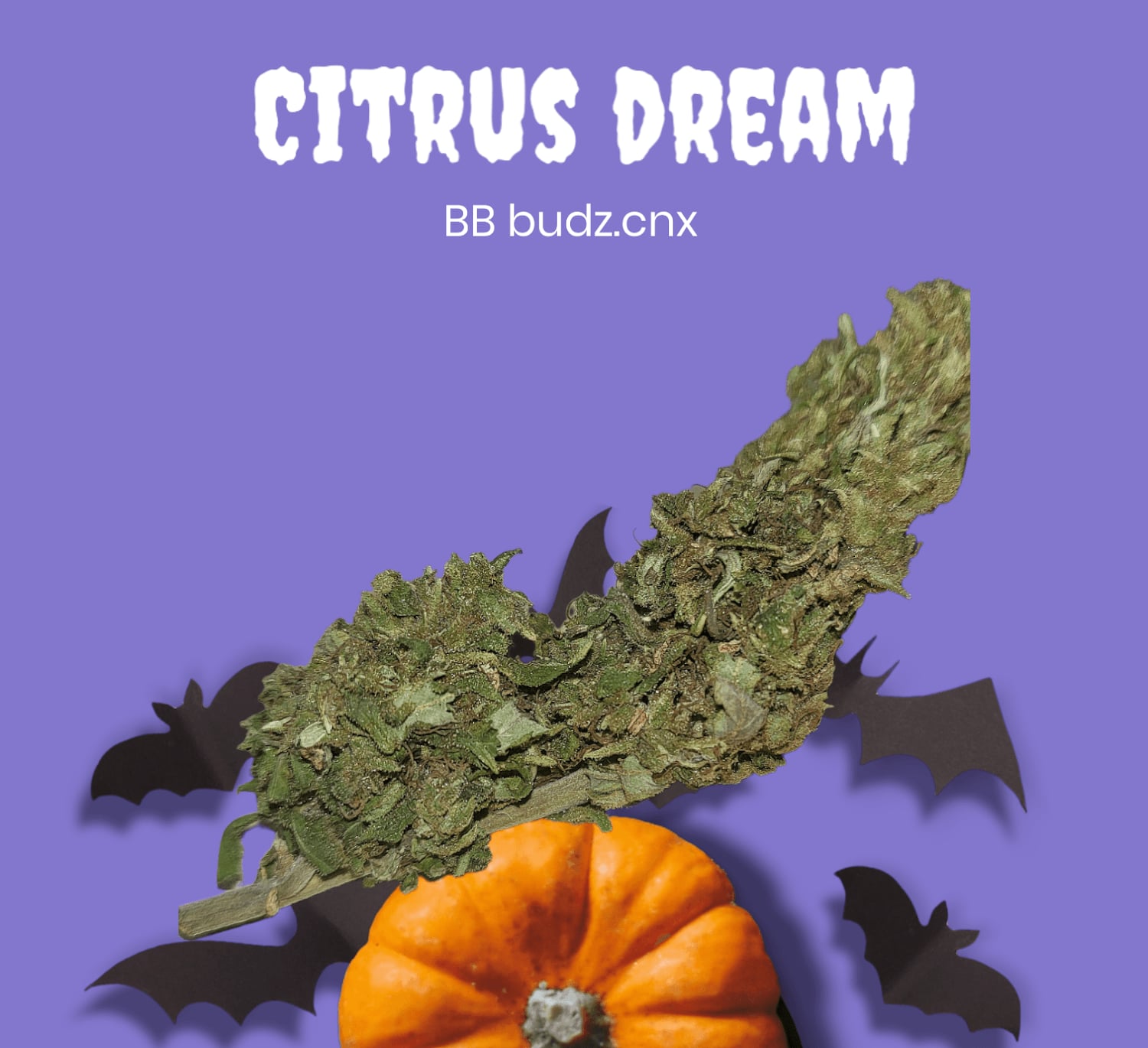 BB Budz.cnx Weed Dispensary Chiang Mai