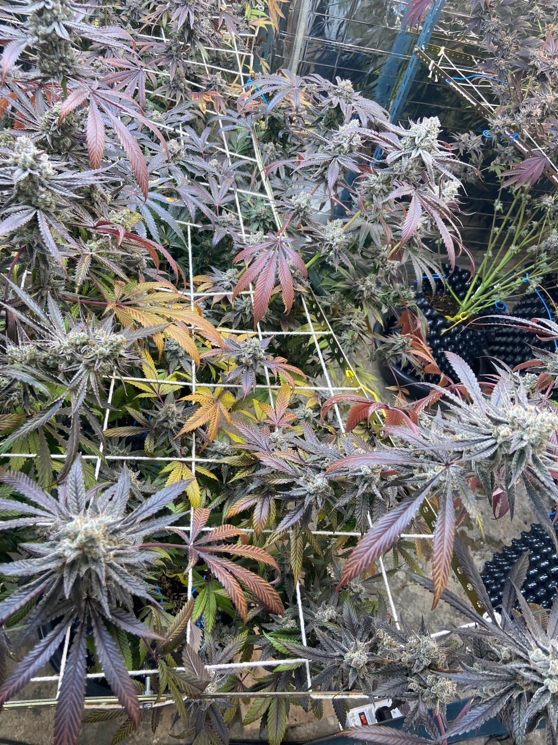 NGOGFarm