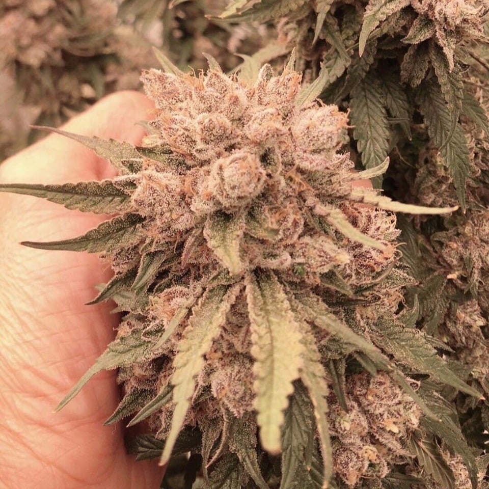 2 Ladies Cannabis