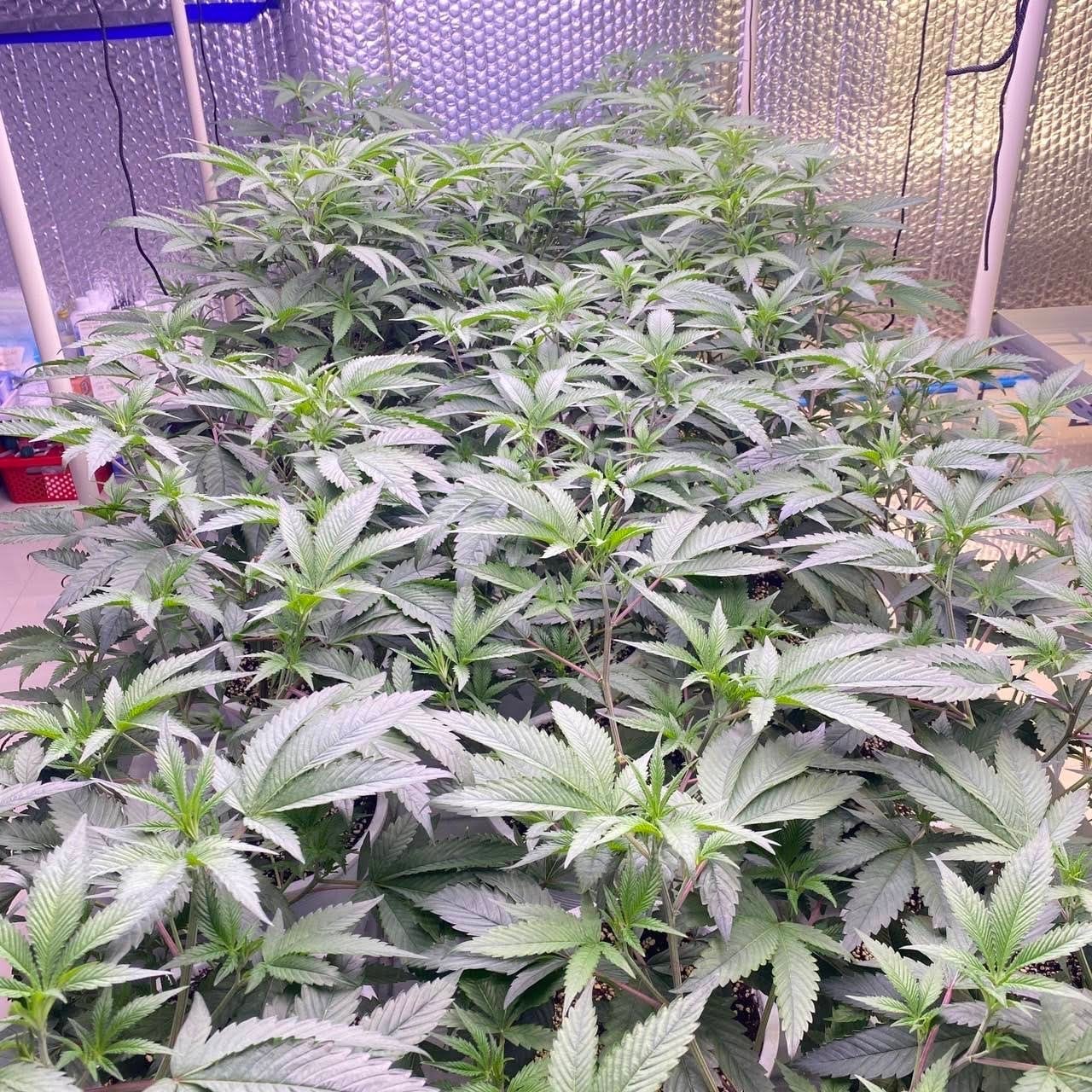 Khanom Cannabis