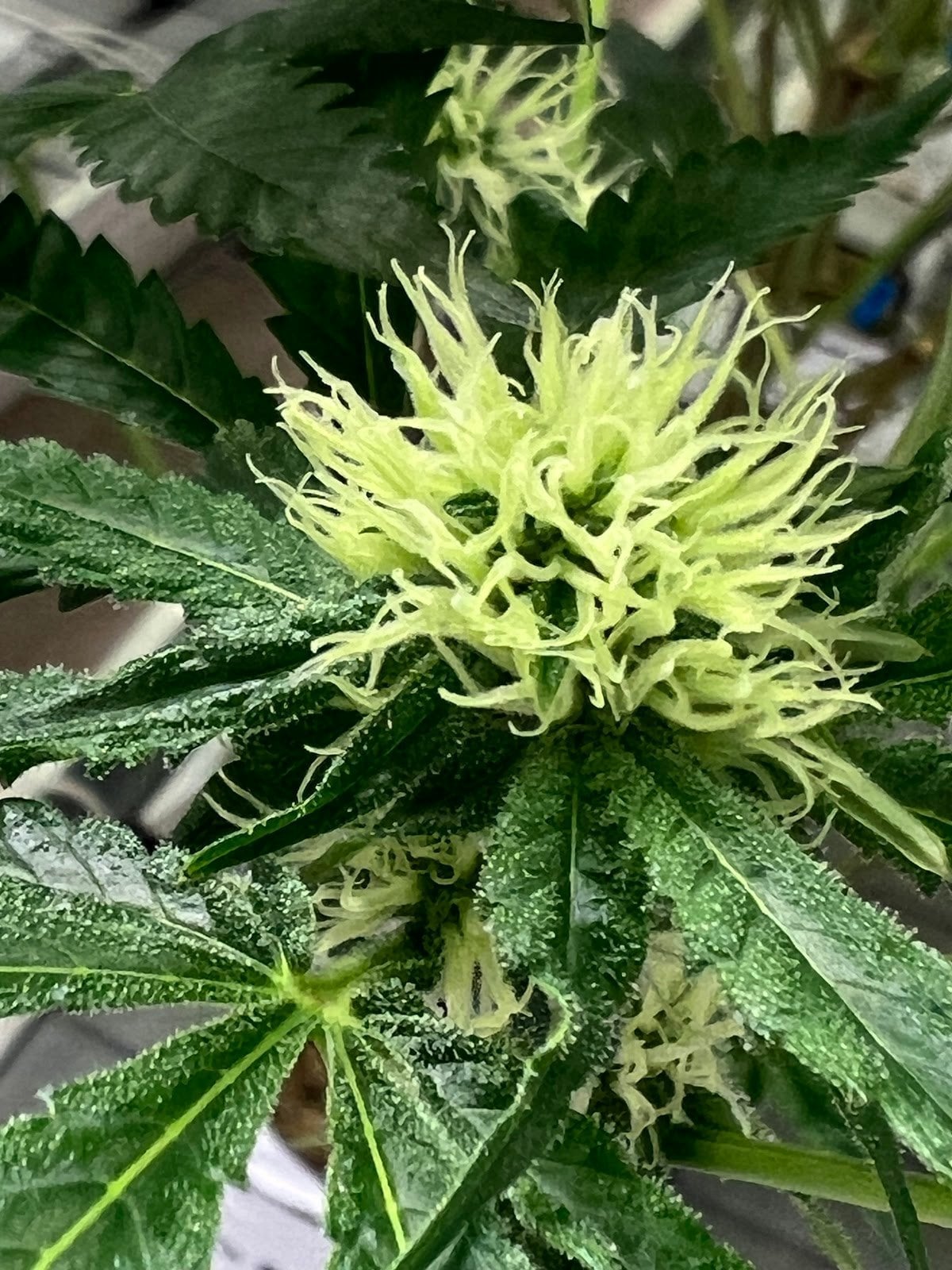 MCC Medical Cannabis Center