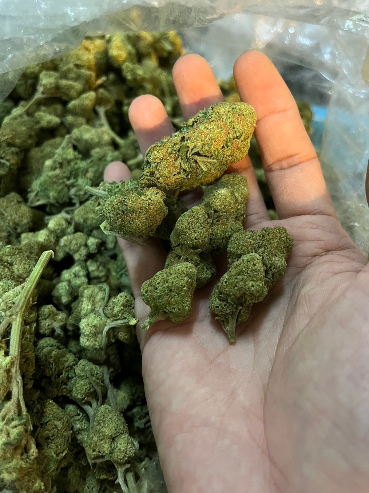 Long Pa Cannabis