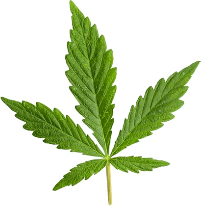 Old Town Weed Delivery