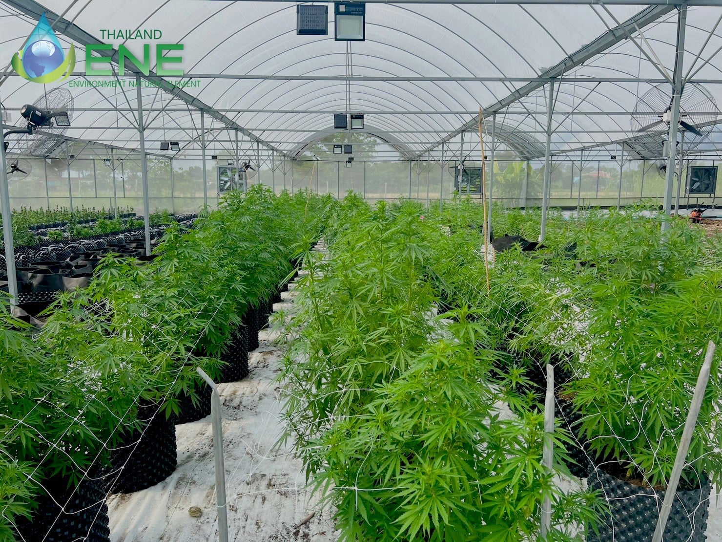 ENE THAI-Hemp