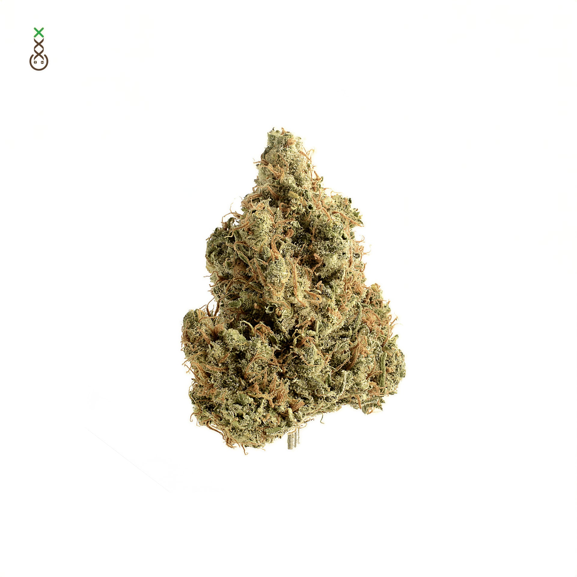 Amsterdam Genetics