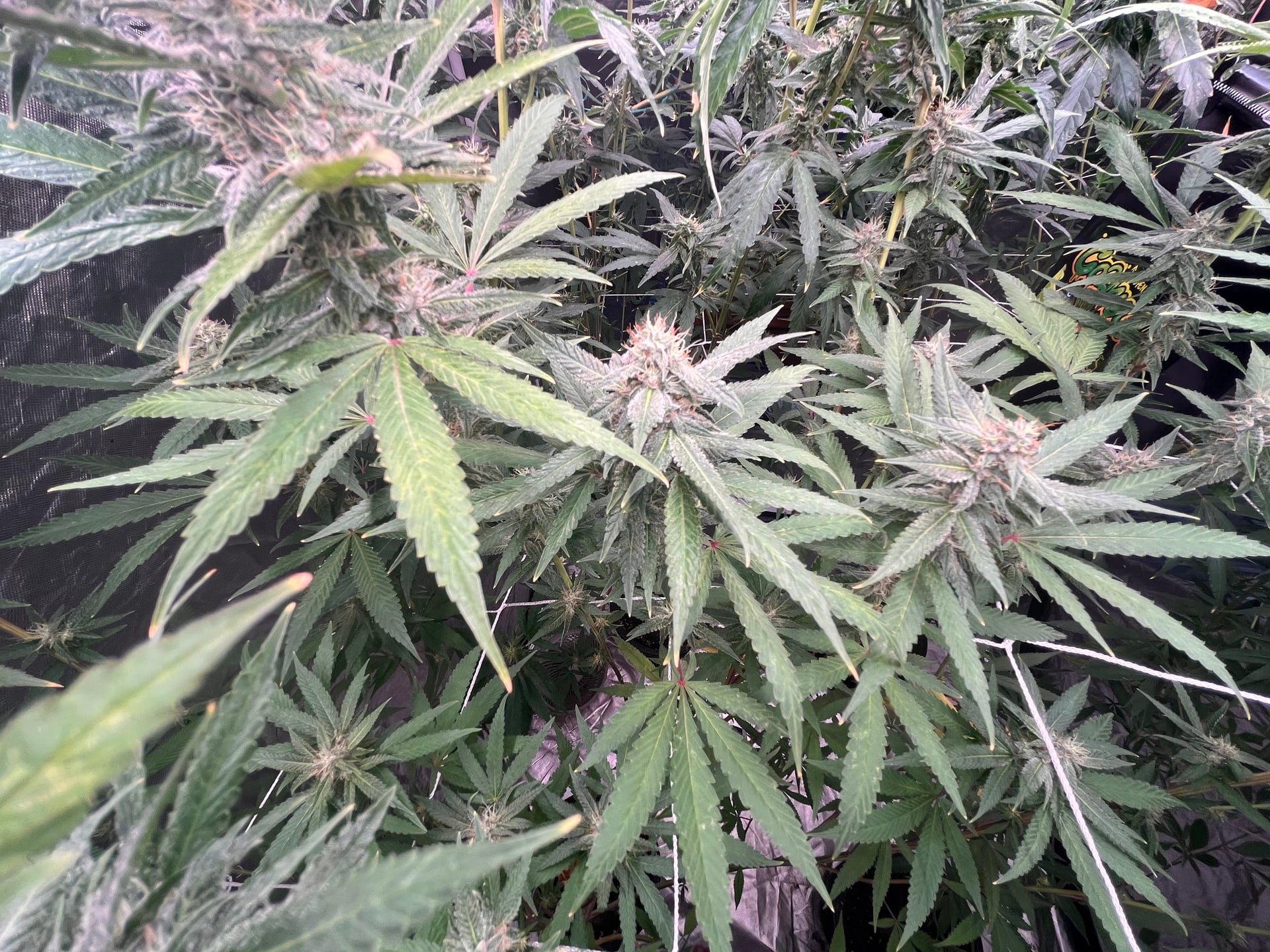 Krush N Nugs Farm