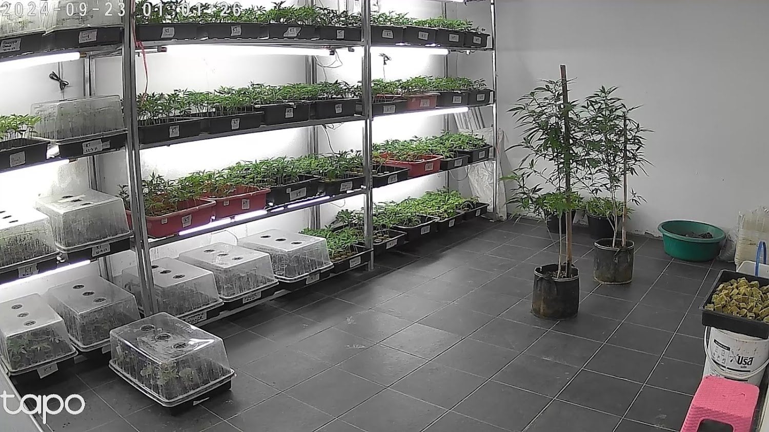 Cannabis Farm North Ccmof