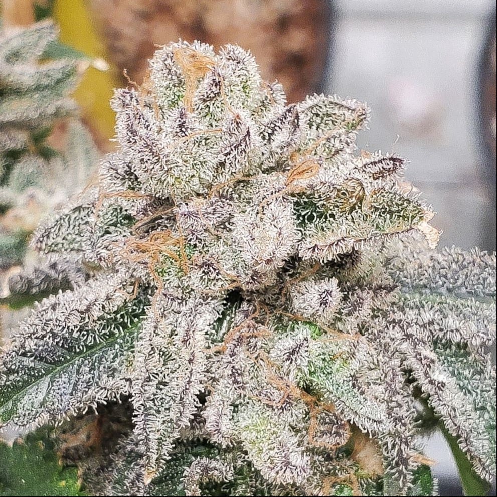 Vinaweed Horticulter