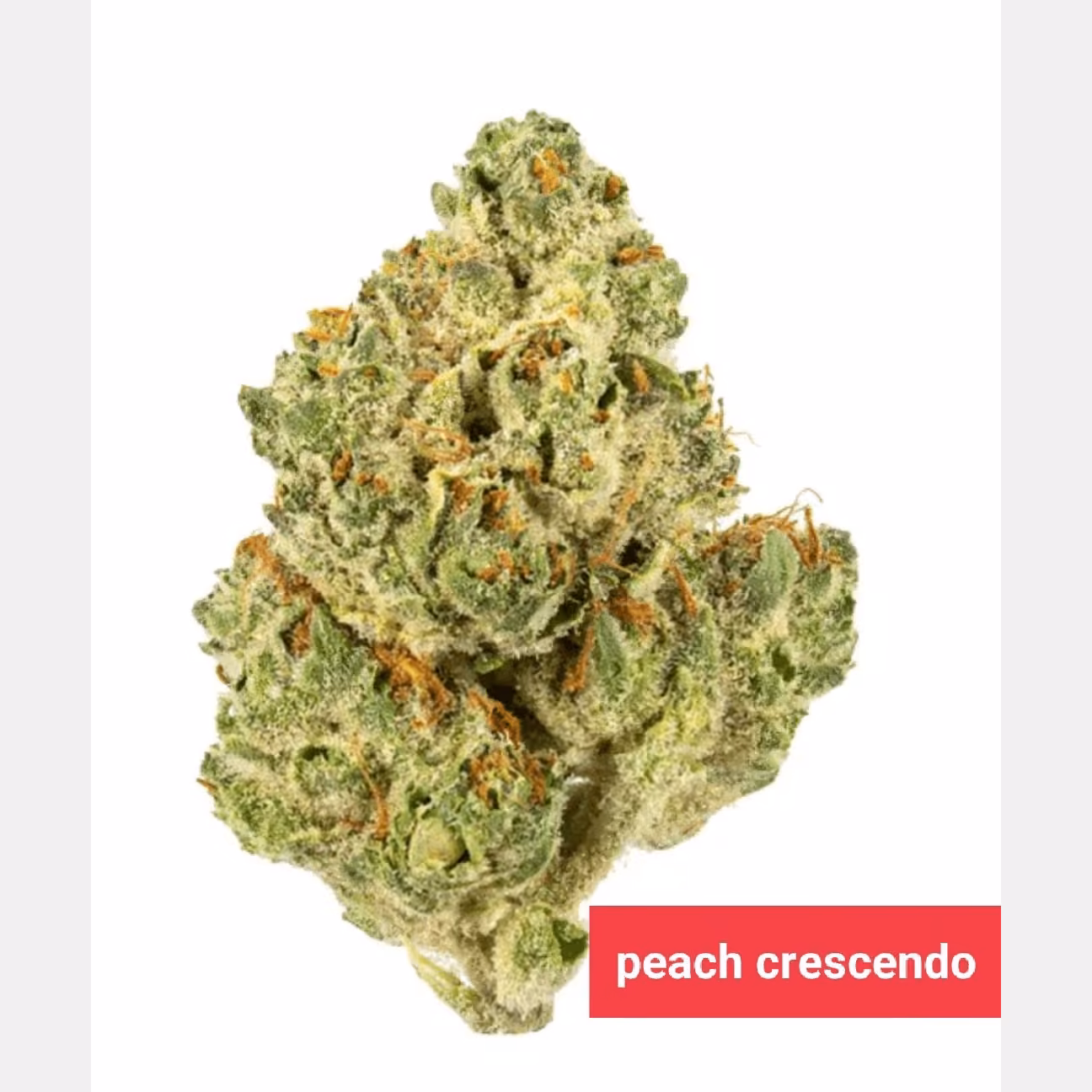 Cannabis Social Club CannabisOG logo