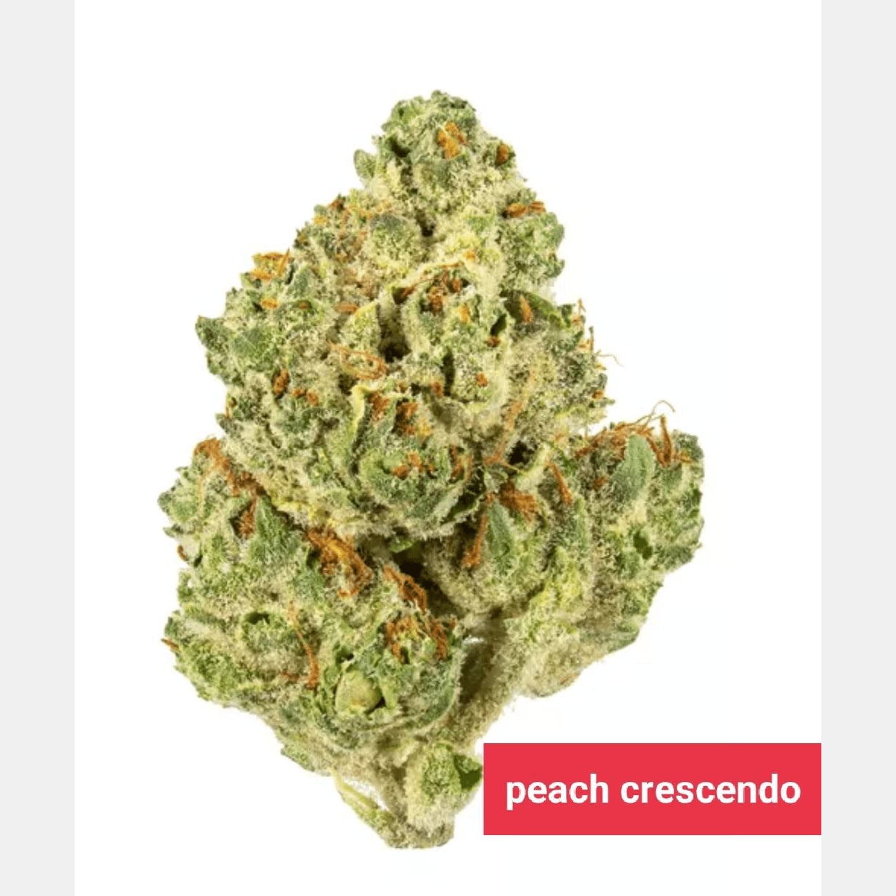 CannabisOG logo