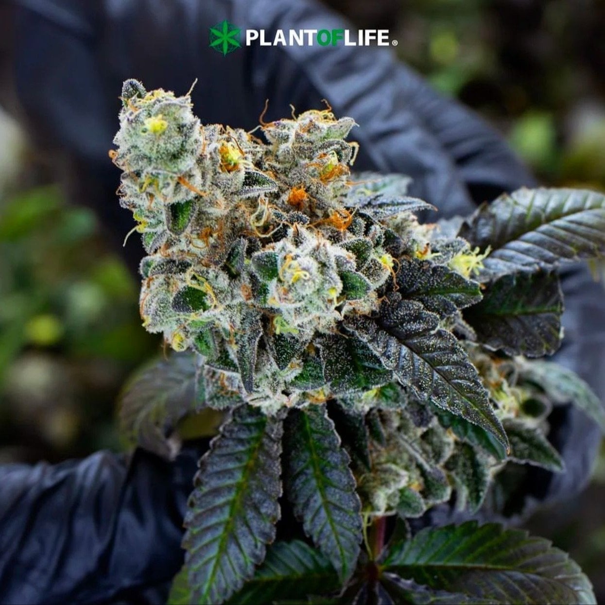 Plant Of Life Asia
