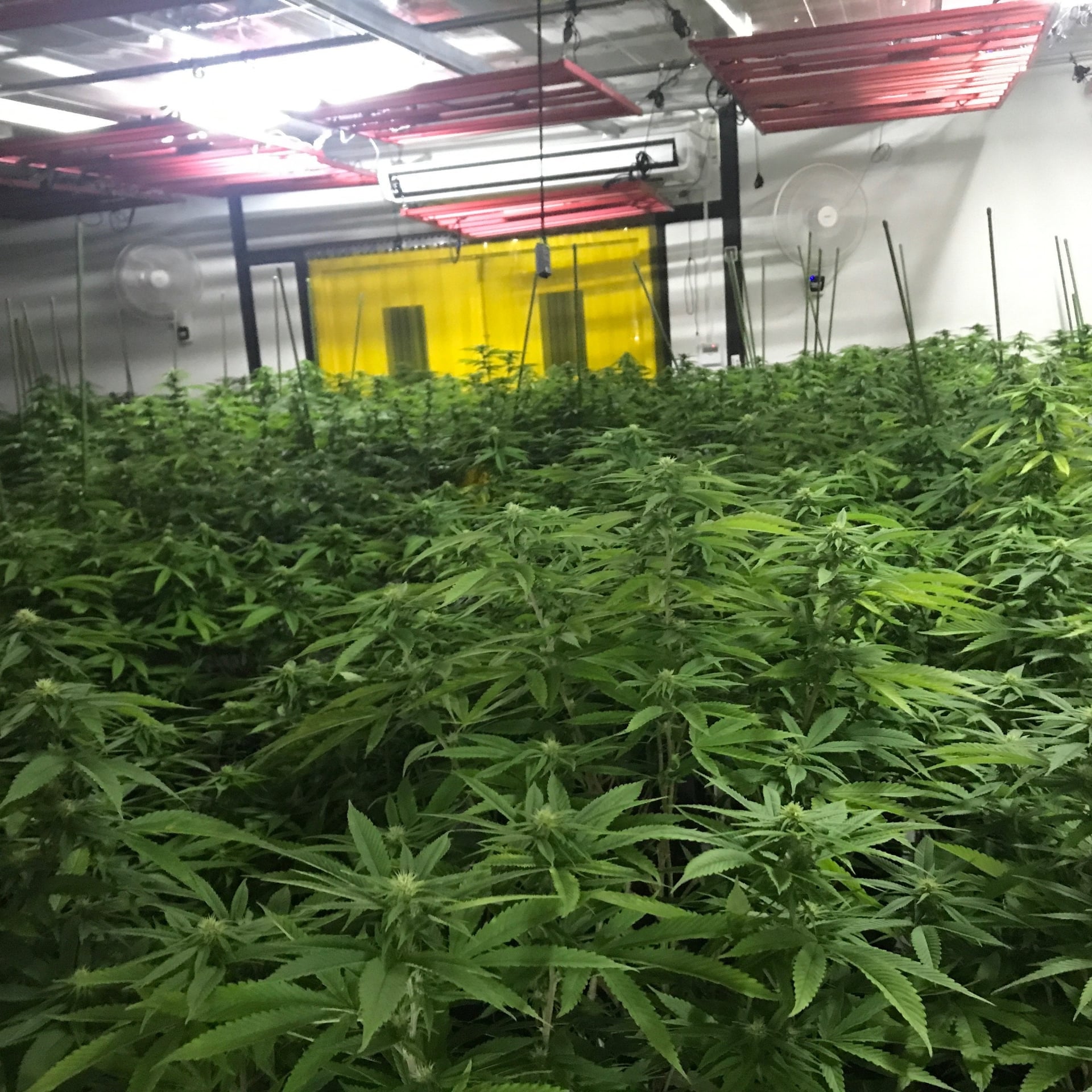 The God Flower