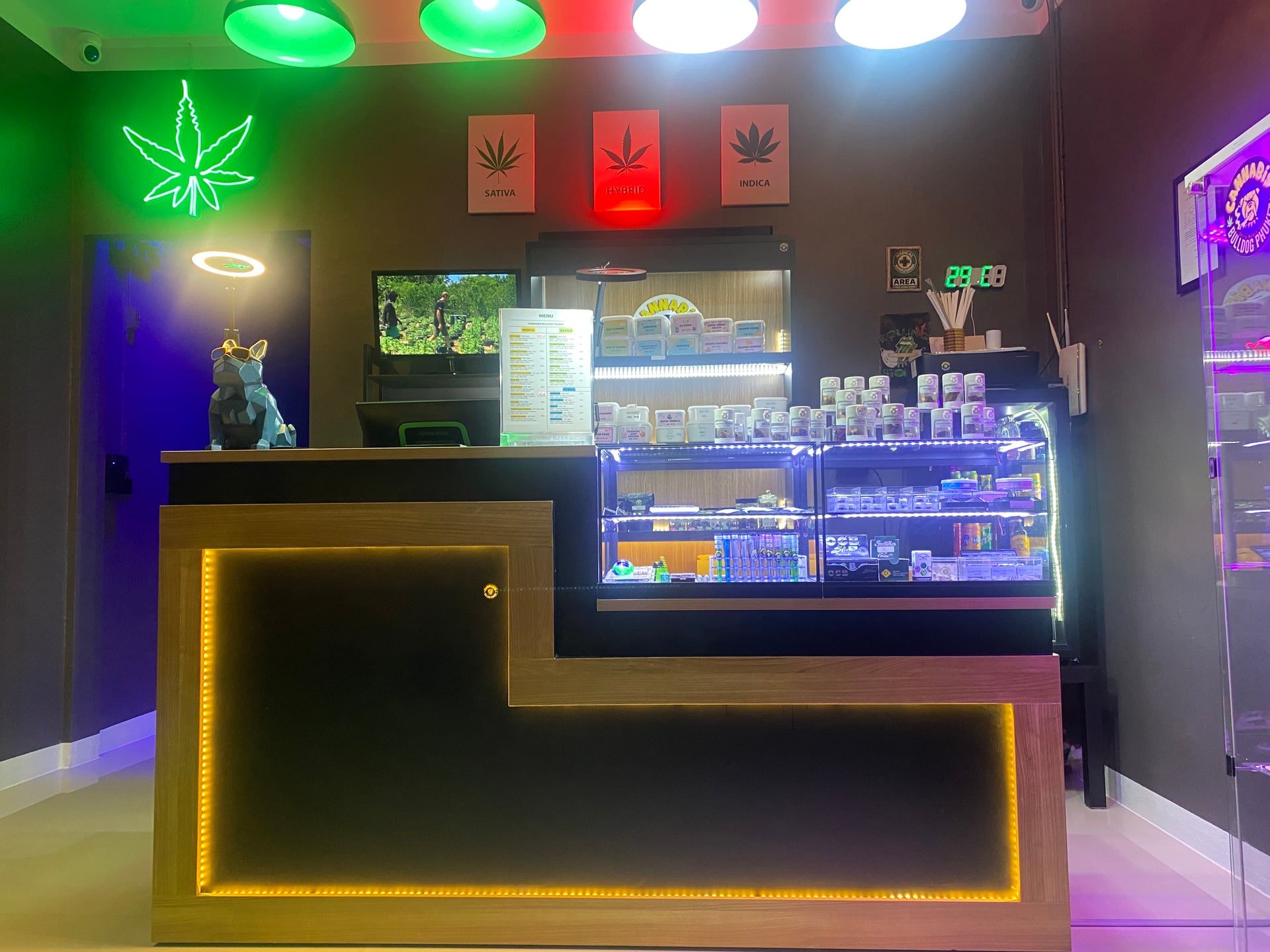 Cannabis Phuket Bulldog