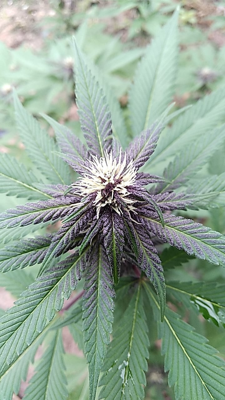 Suwan Fram Cannabis